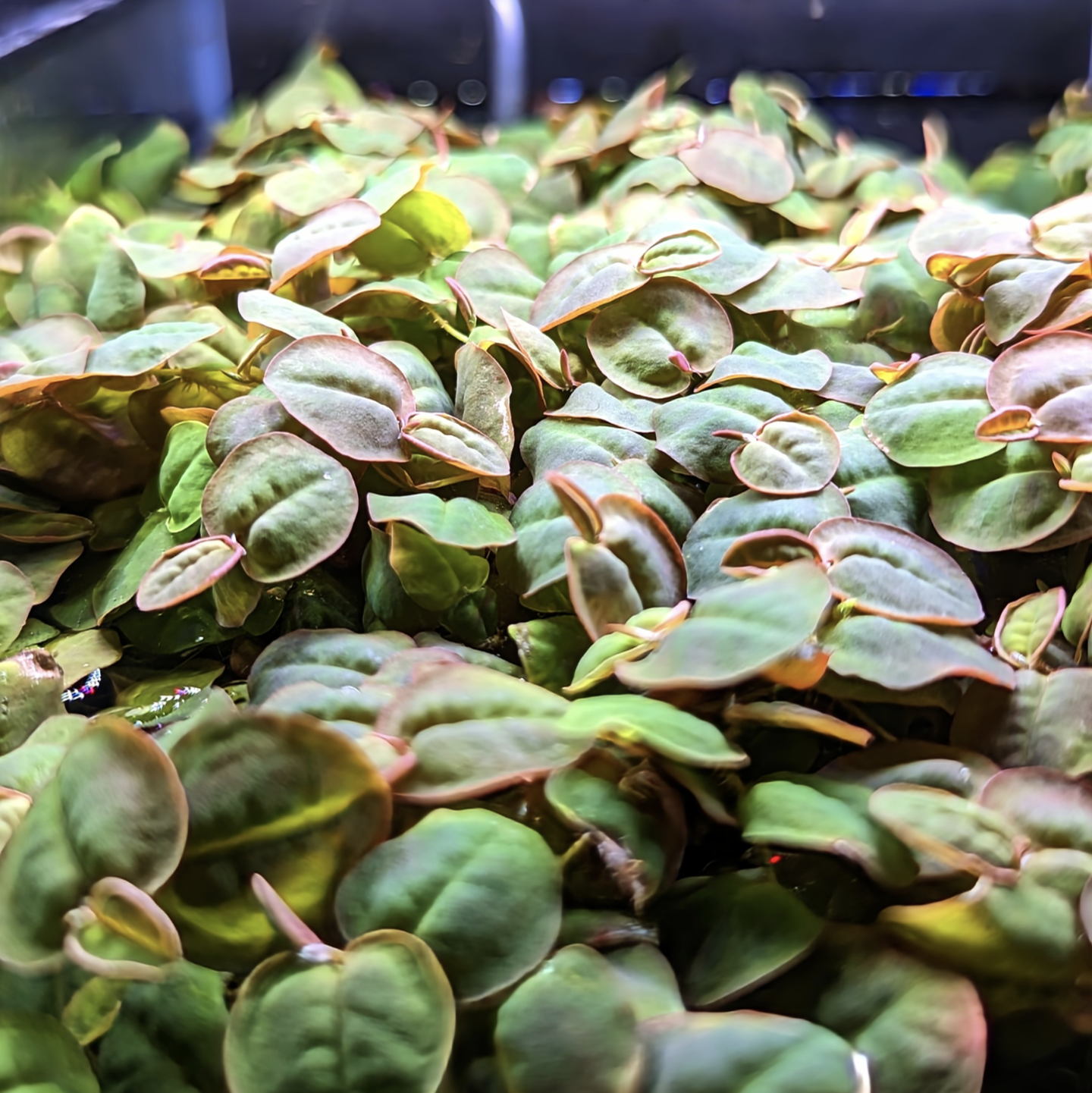 Red Root Floater (Phyllanthus fluitans)