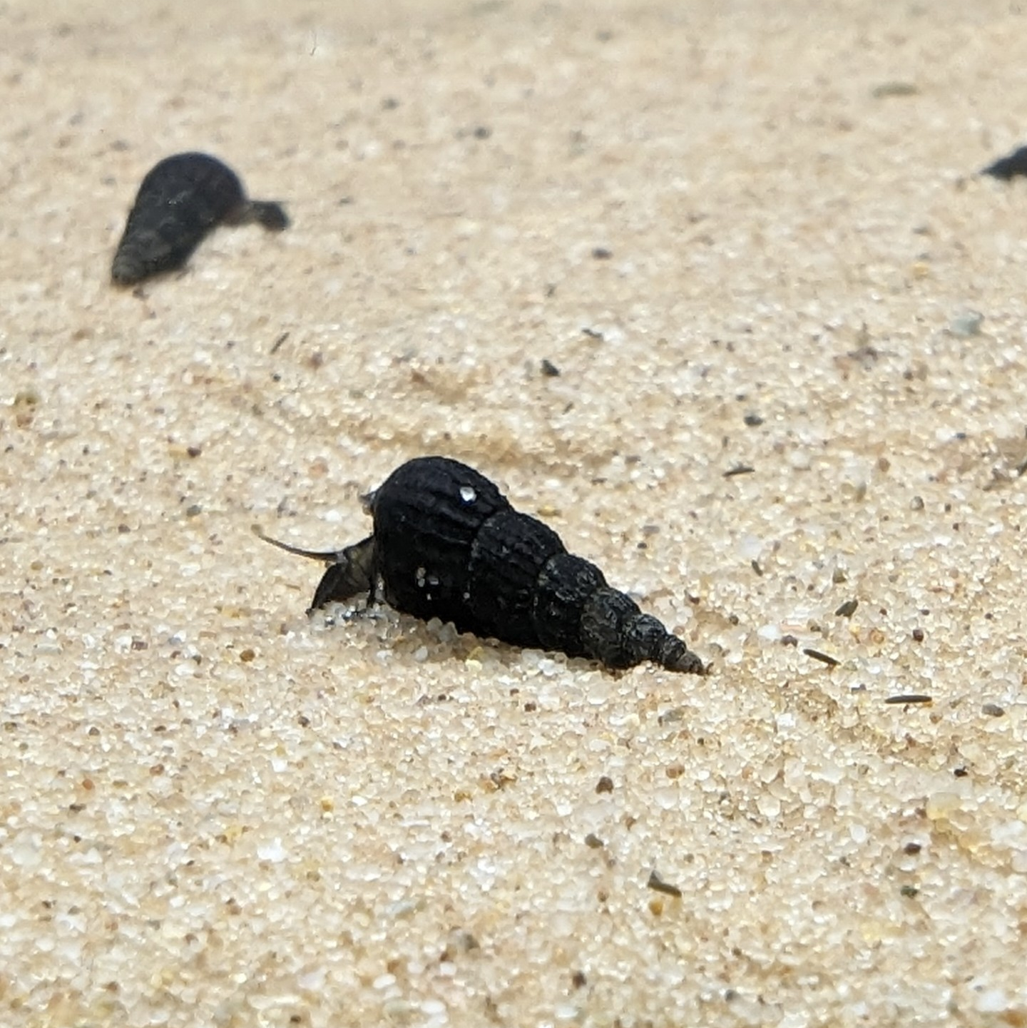 Black Malaysian Trumpet Snails