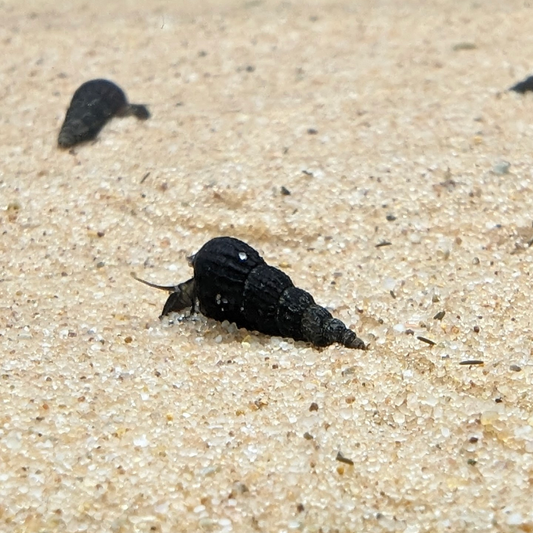Black Malaysian Trumpet Snails