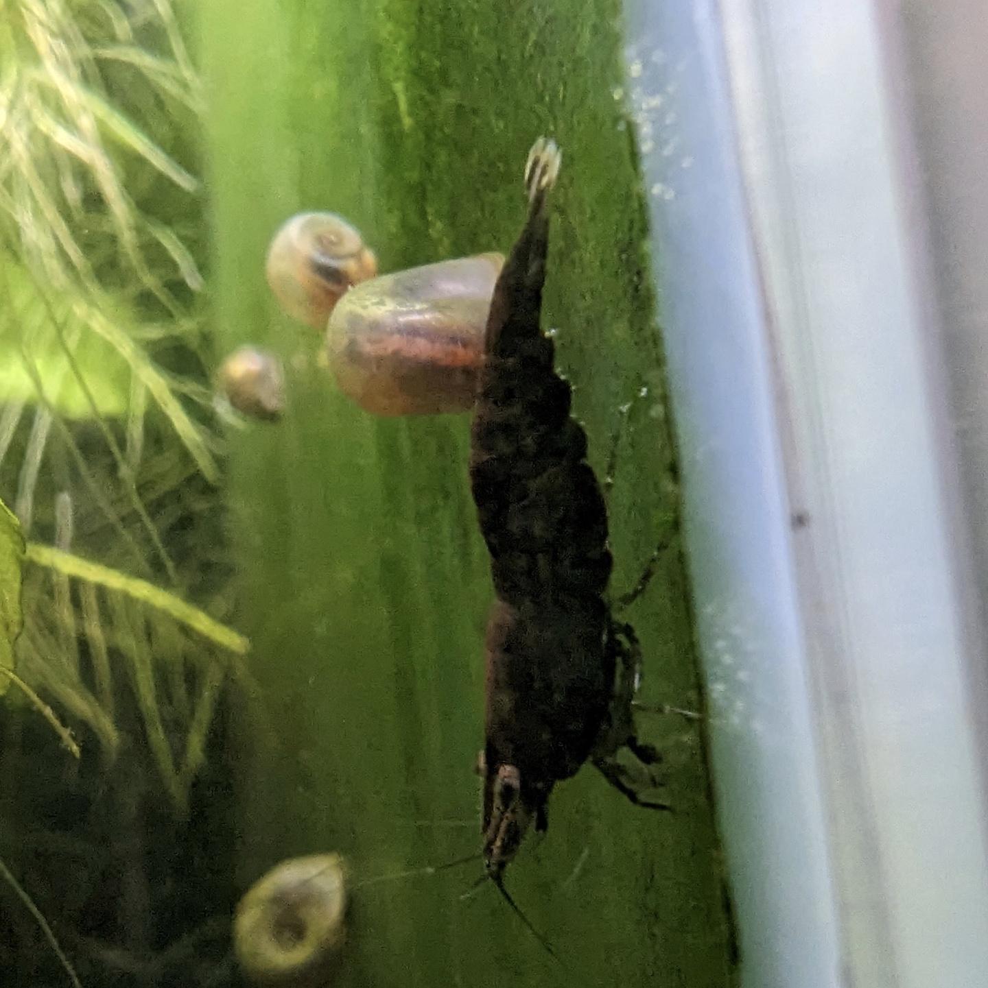 Skittles shrimp Neocaridna