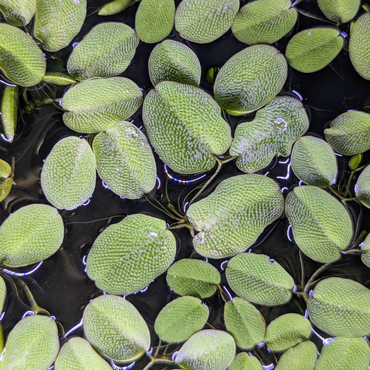 Salvinia auriculata (Water spangles)