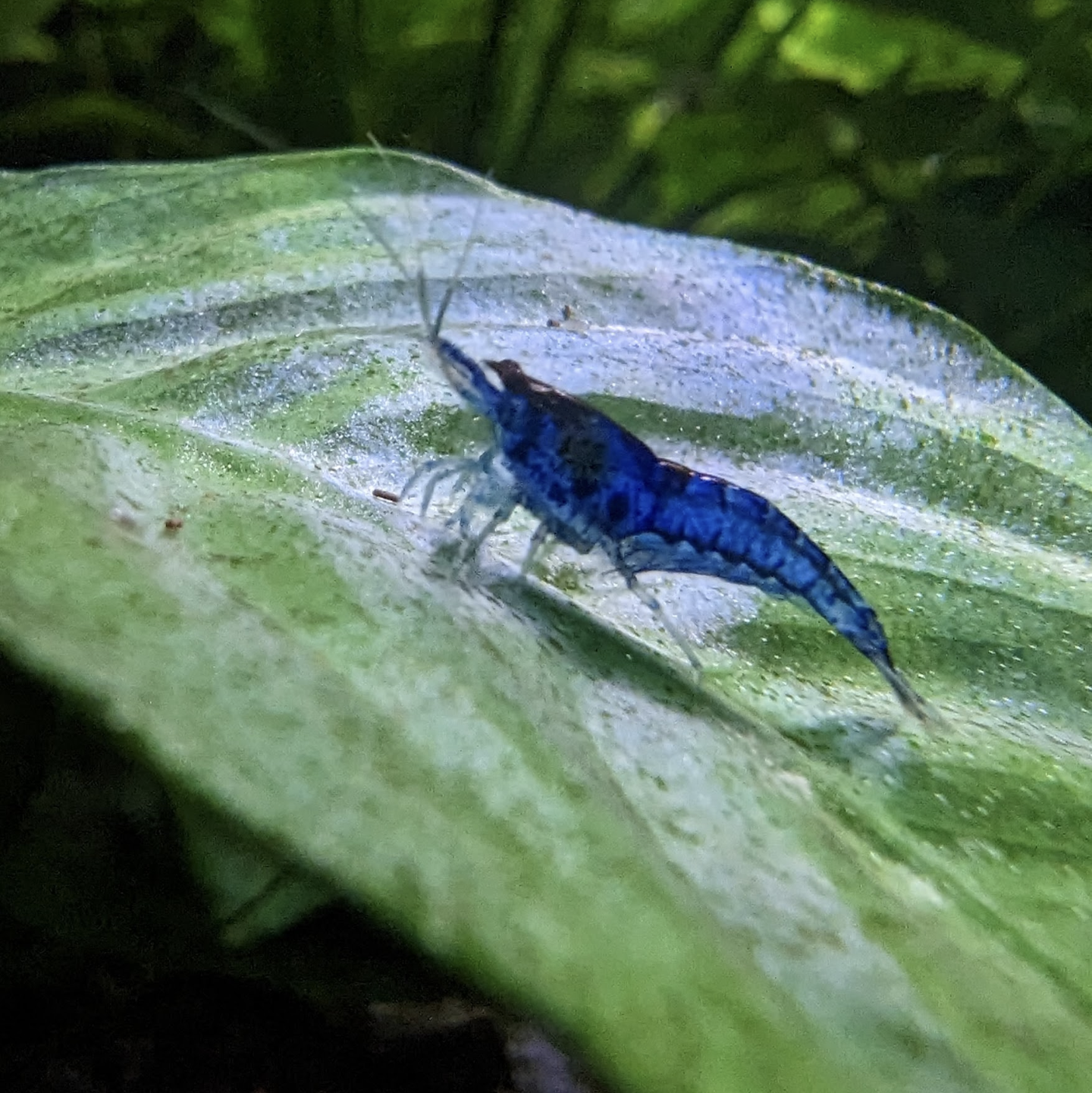 Blue Dream Neocaridna