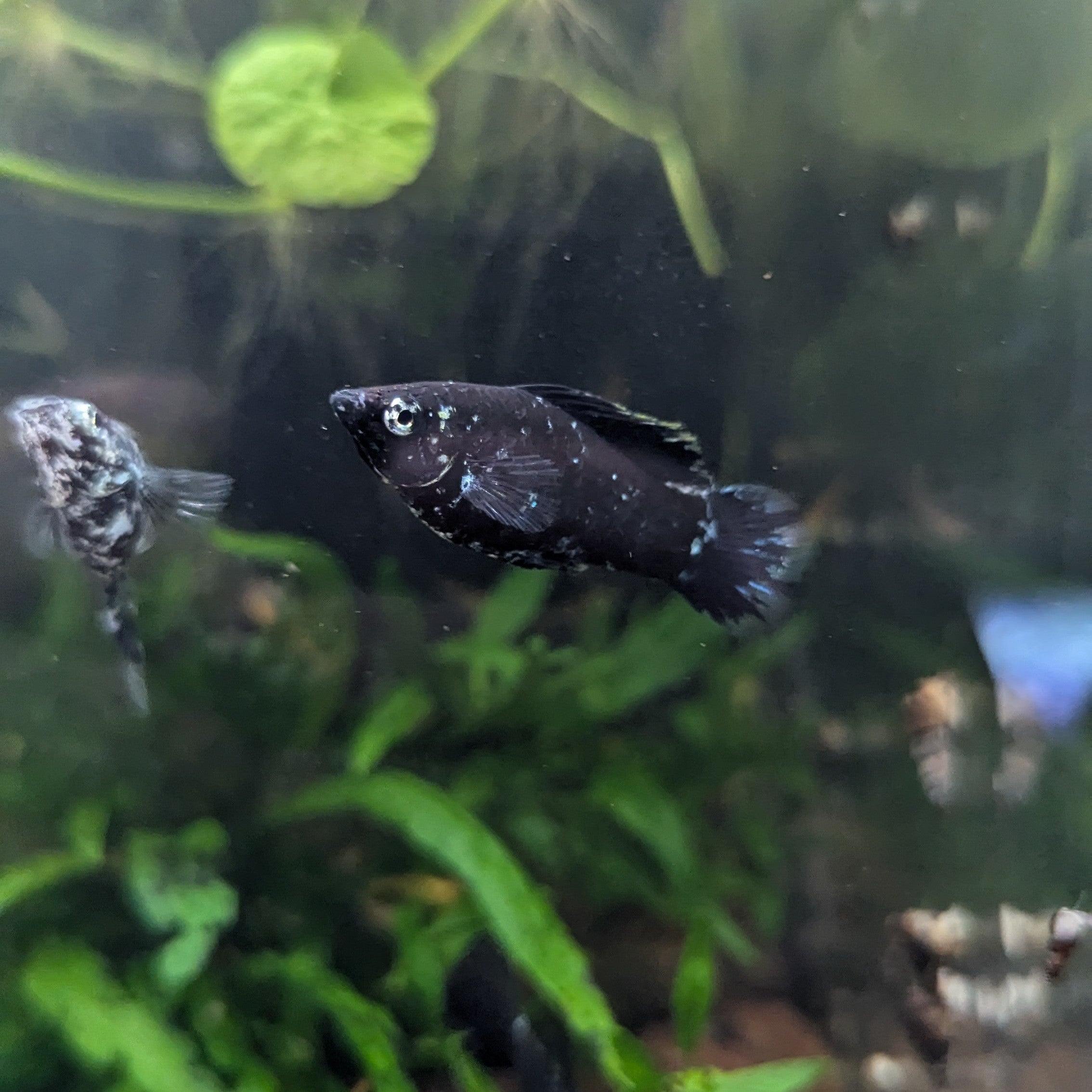 Products – Damo's Fish