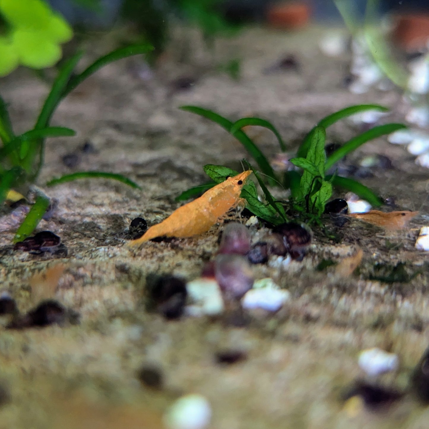Skittles shrimp Neocaridna