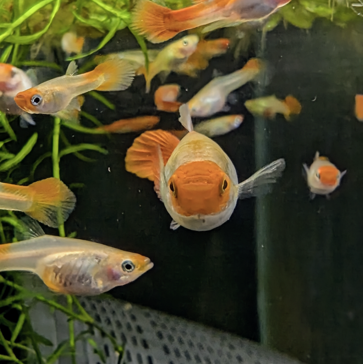 Koi Kohaku guppy