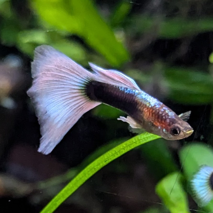 HB pastel guppy