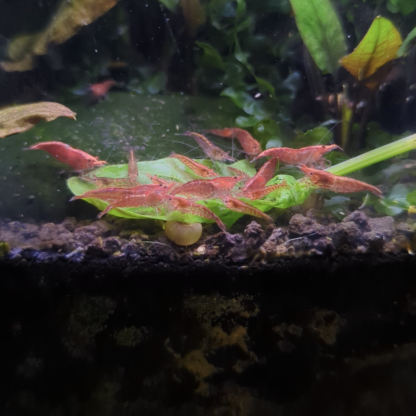 Red cherry shrimp