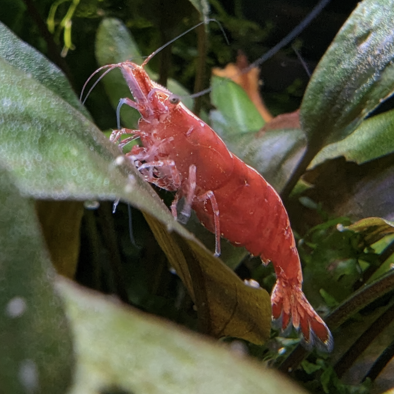 Skittles shrimp Neocaridna