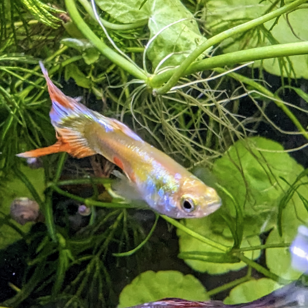 Assorted Endler Guppies