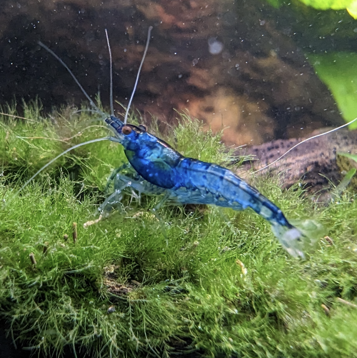 Blue Dream Neocaridna