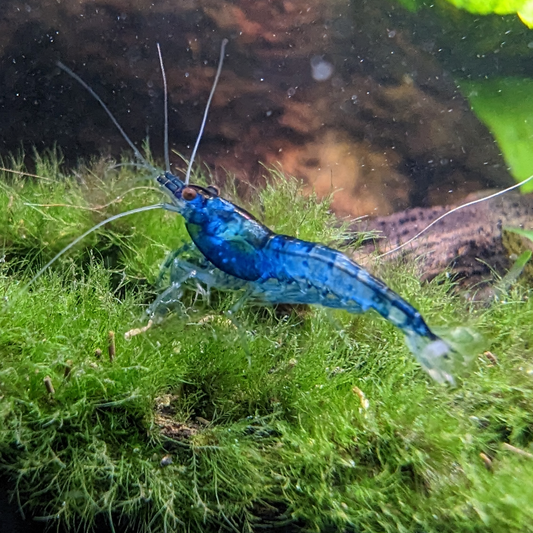 Blue Dream Neocaridna