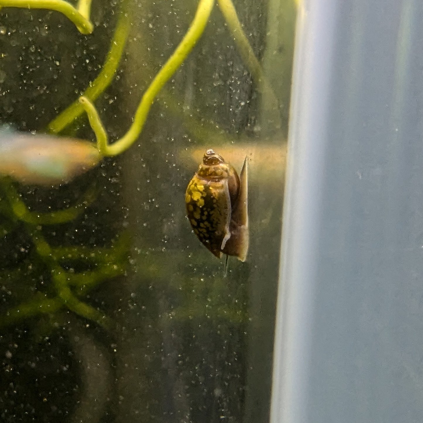 Bladder snail Physa acuta