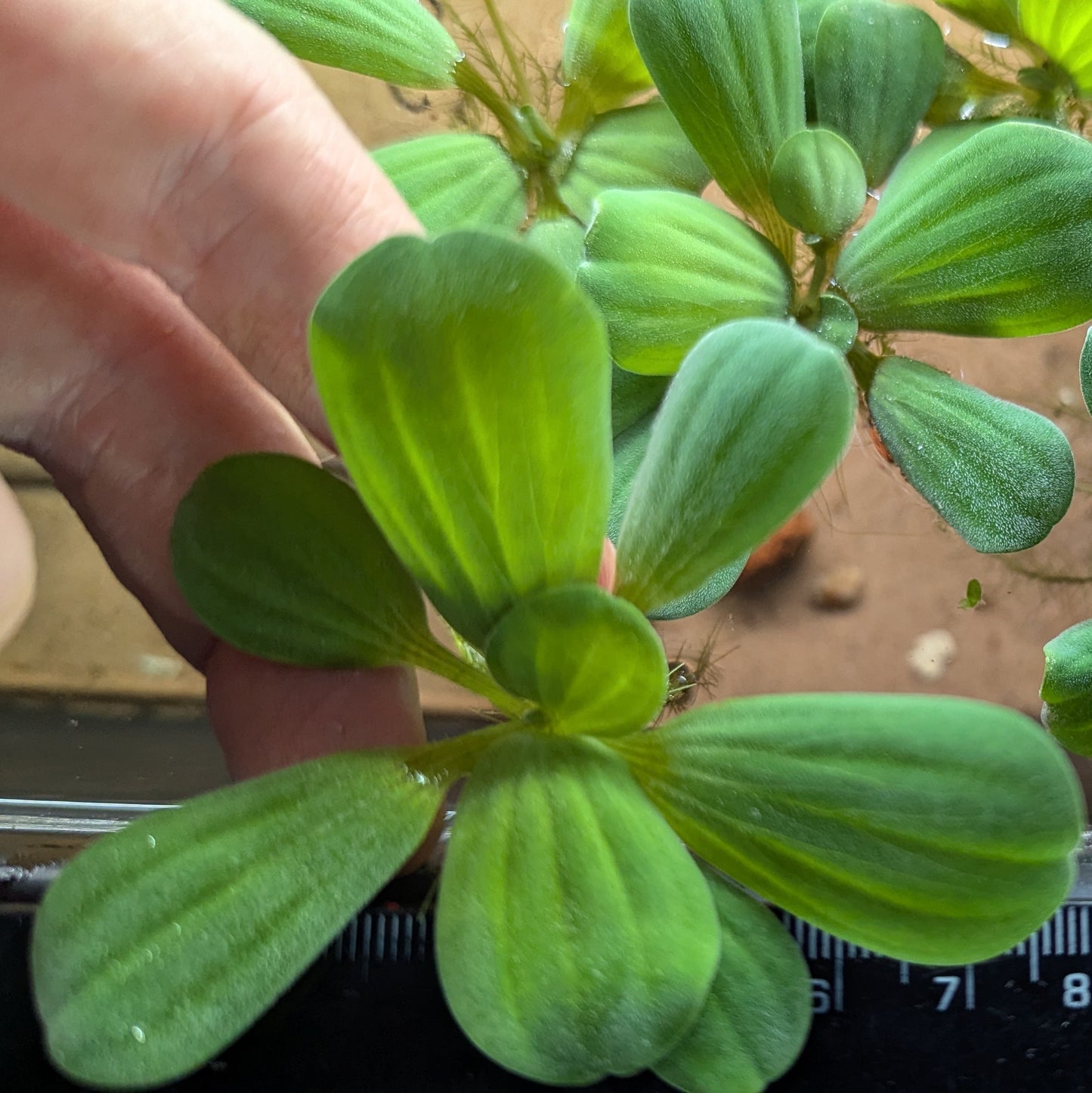 Water lettuce Pistia stratiotes