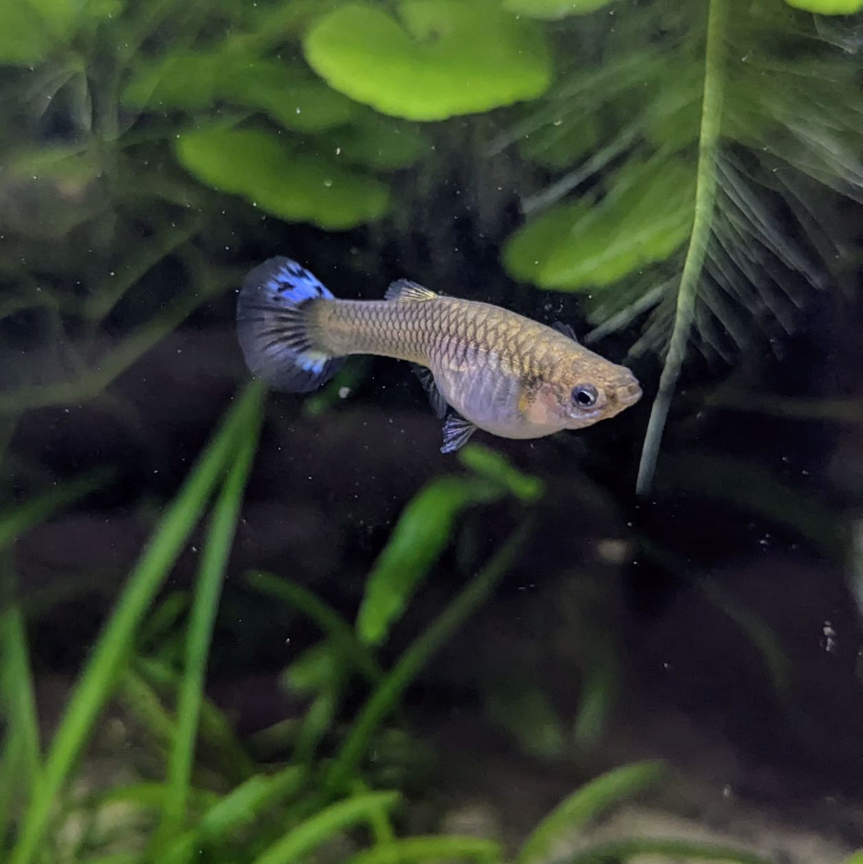 Assorted Endler Guppies