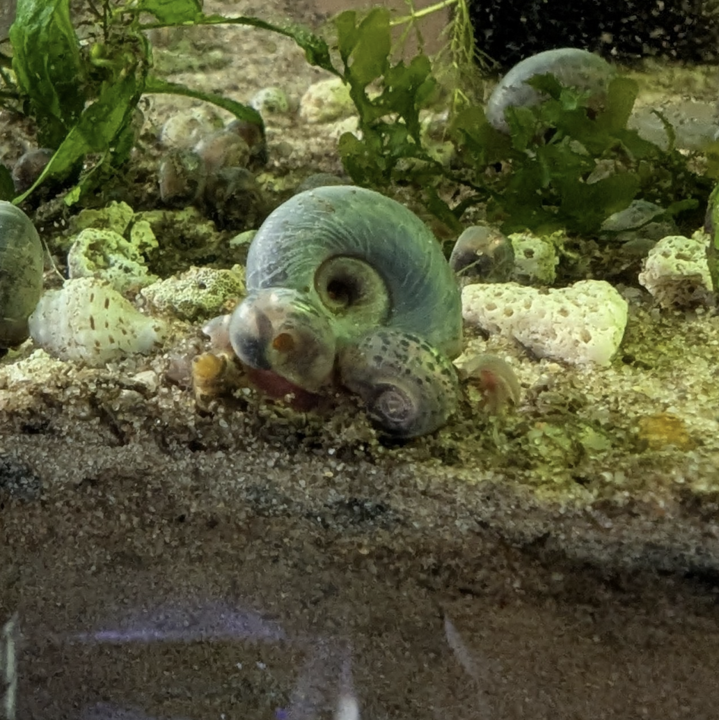 Ramshorn snail Planorbella duryi