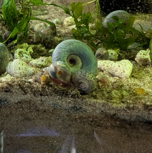 Ramshorn snail Planorbella duryi