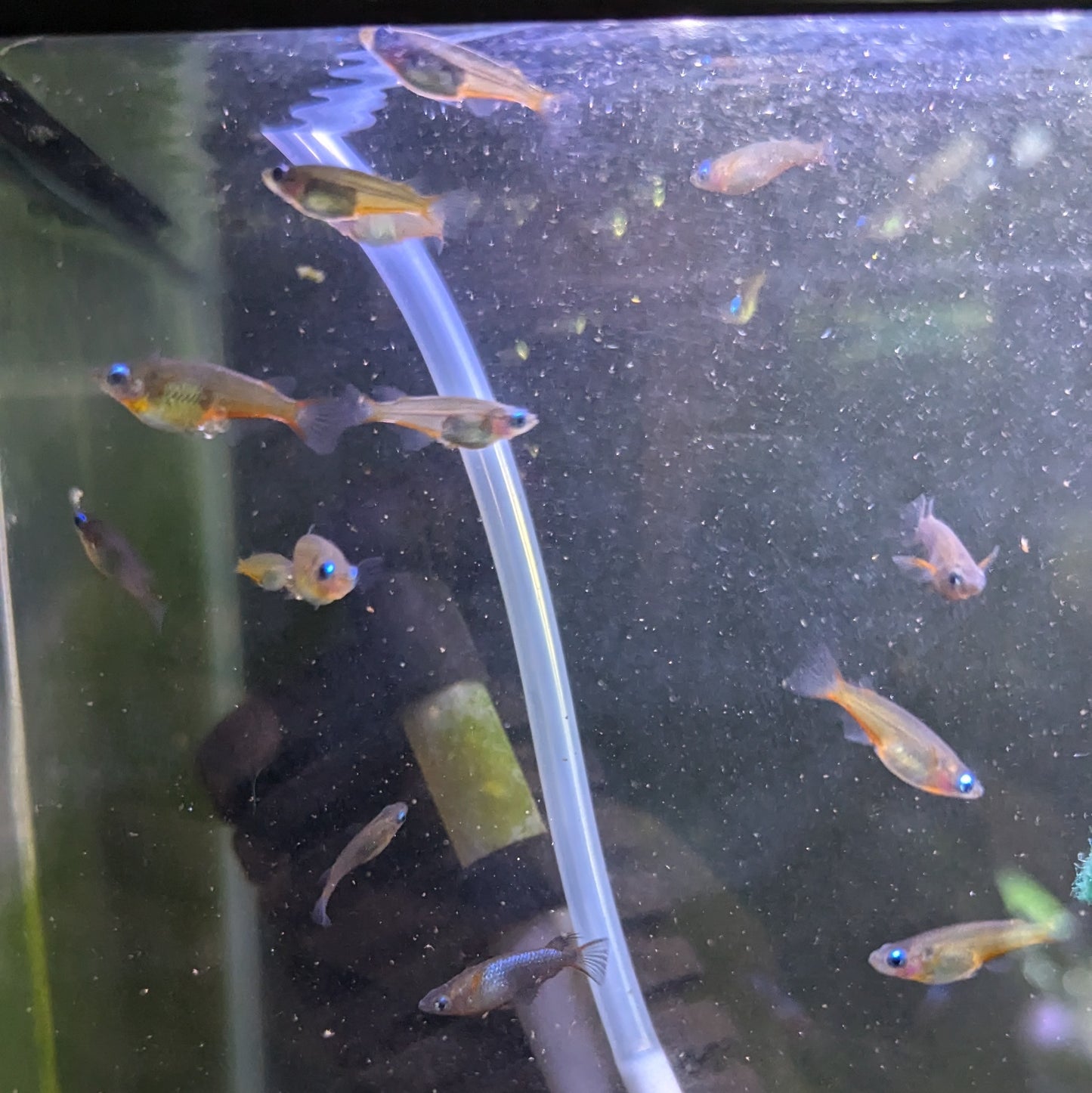 Daisy's Blue Ricefish (Oryzias woworae)