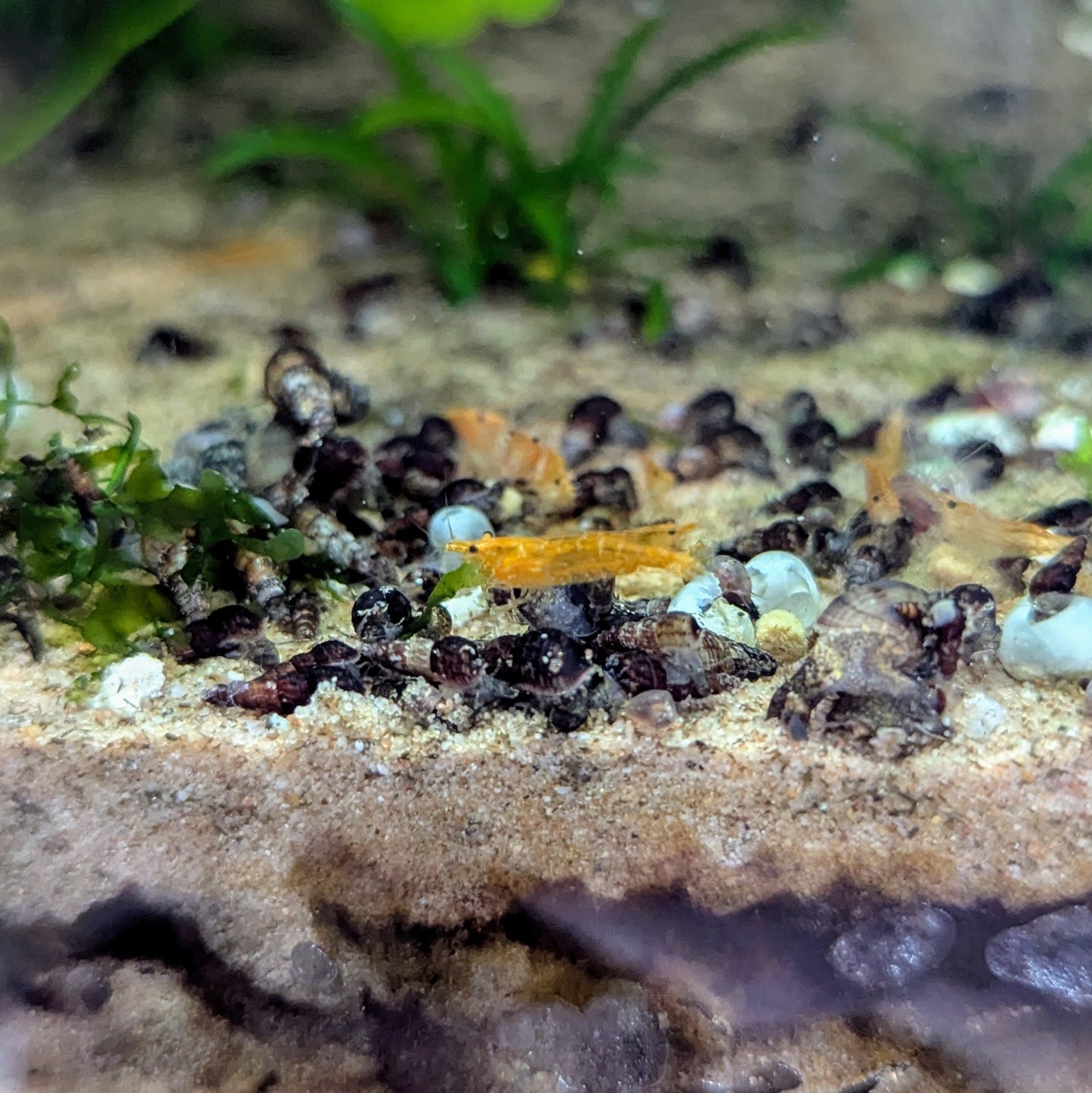 Orange neocaridna shrimp