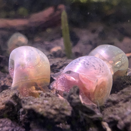 Ramshorn snail Planorbella duryi