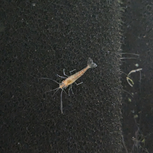 Neocaridna shrimp culls