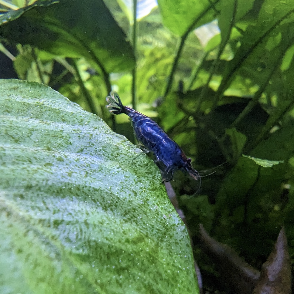 Blue Dream Neocaridna
