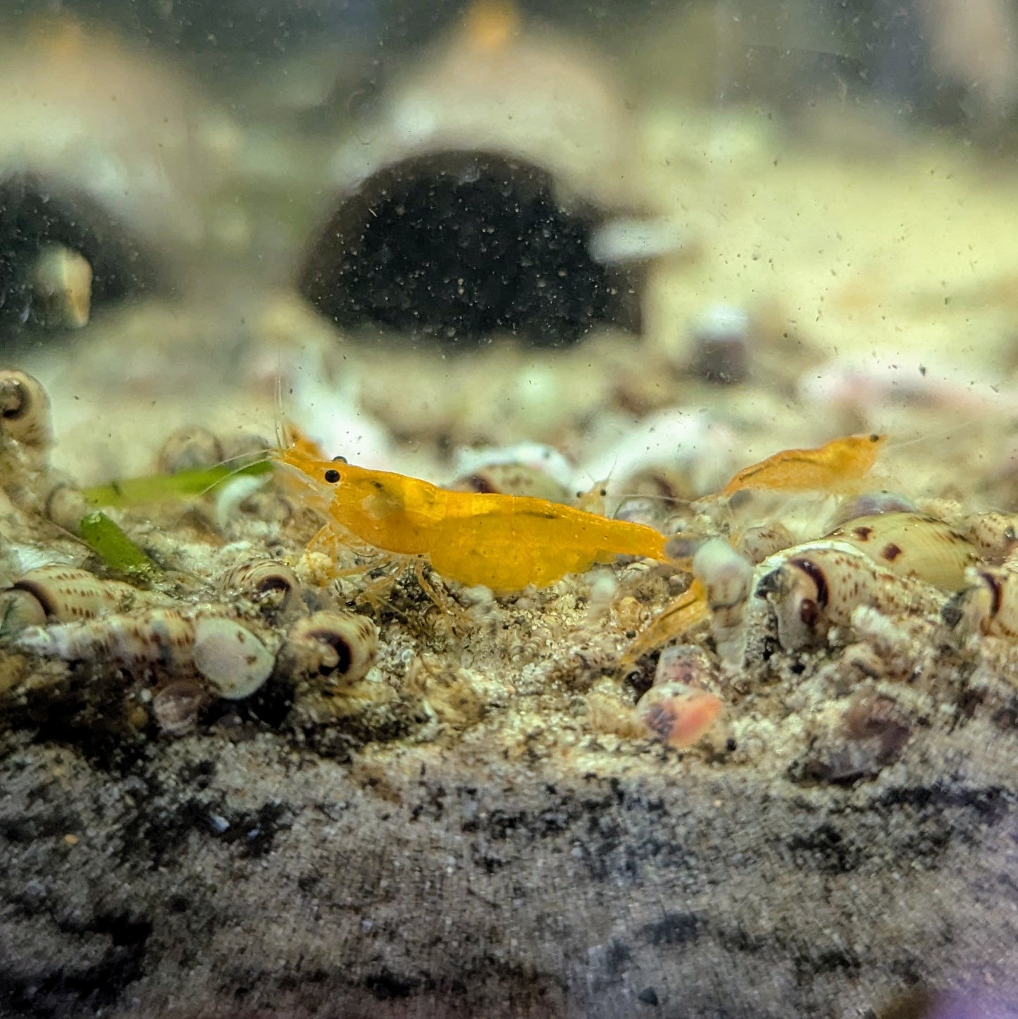 Orange neocaridna shrimp