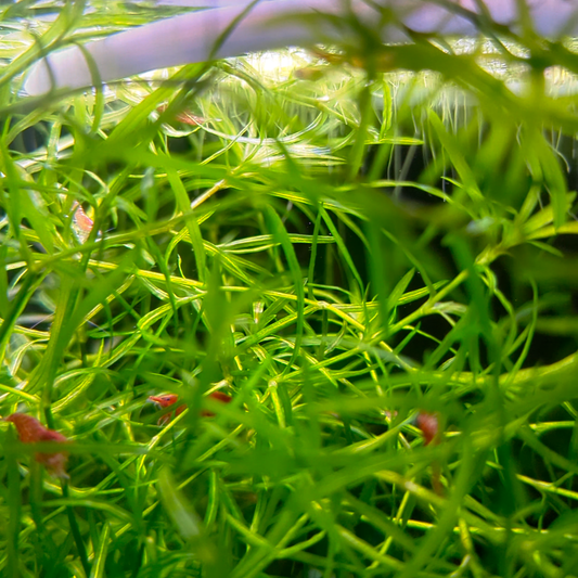 Guppy grass Najas Guadalupensis