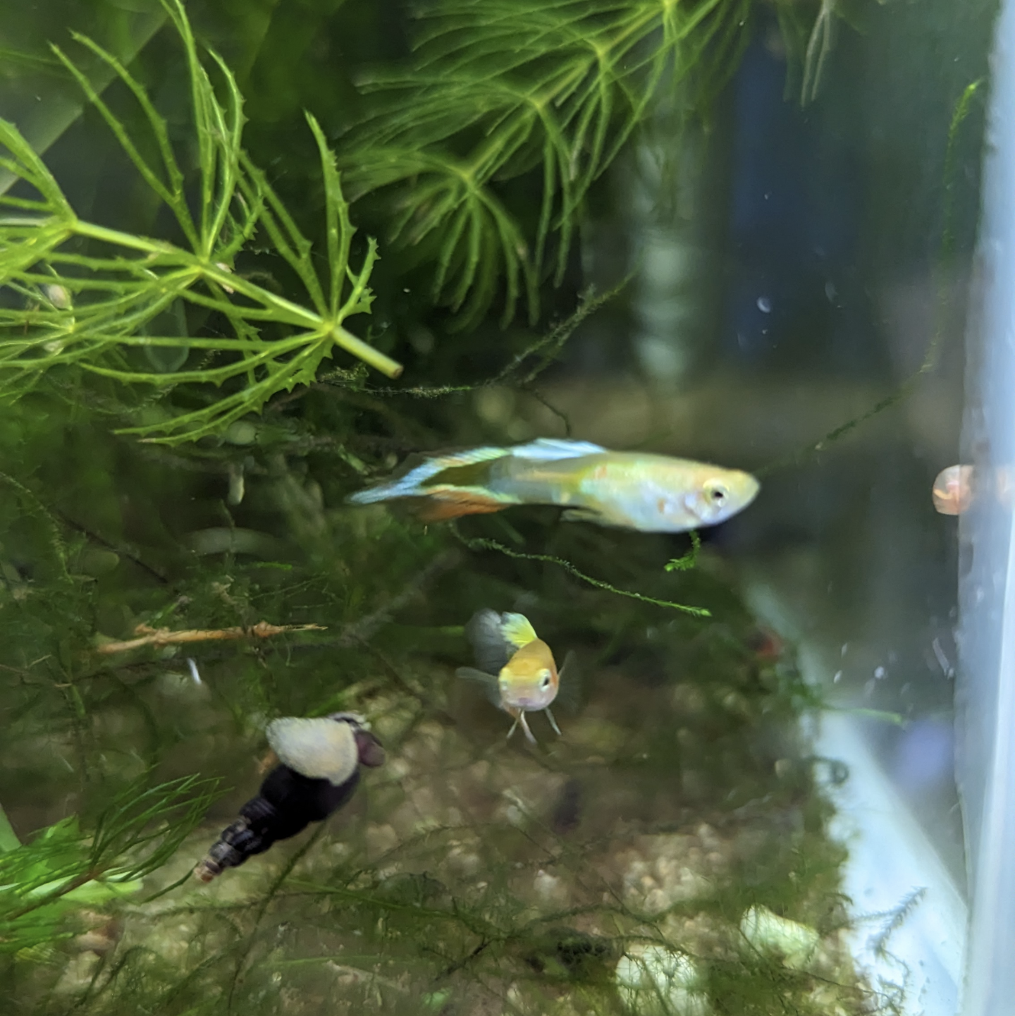 Assorted Endler Guppies