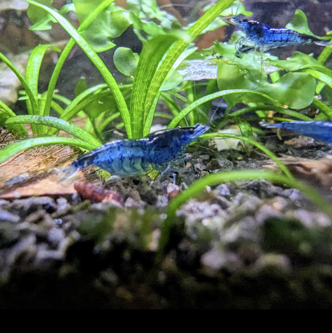 Blue Dream Neocaridna