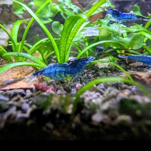 Blue Dream Neocaridna