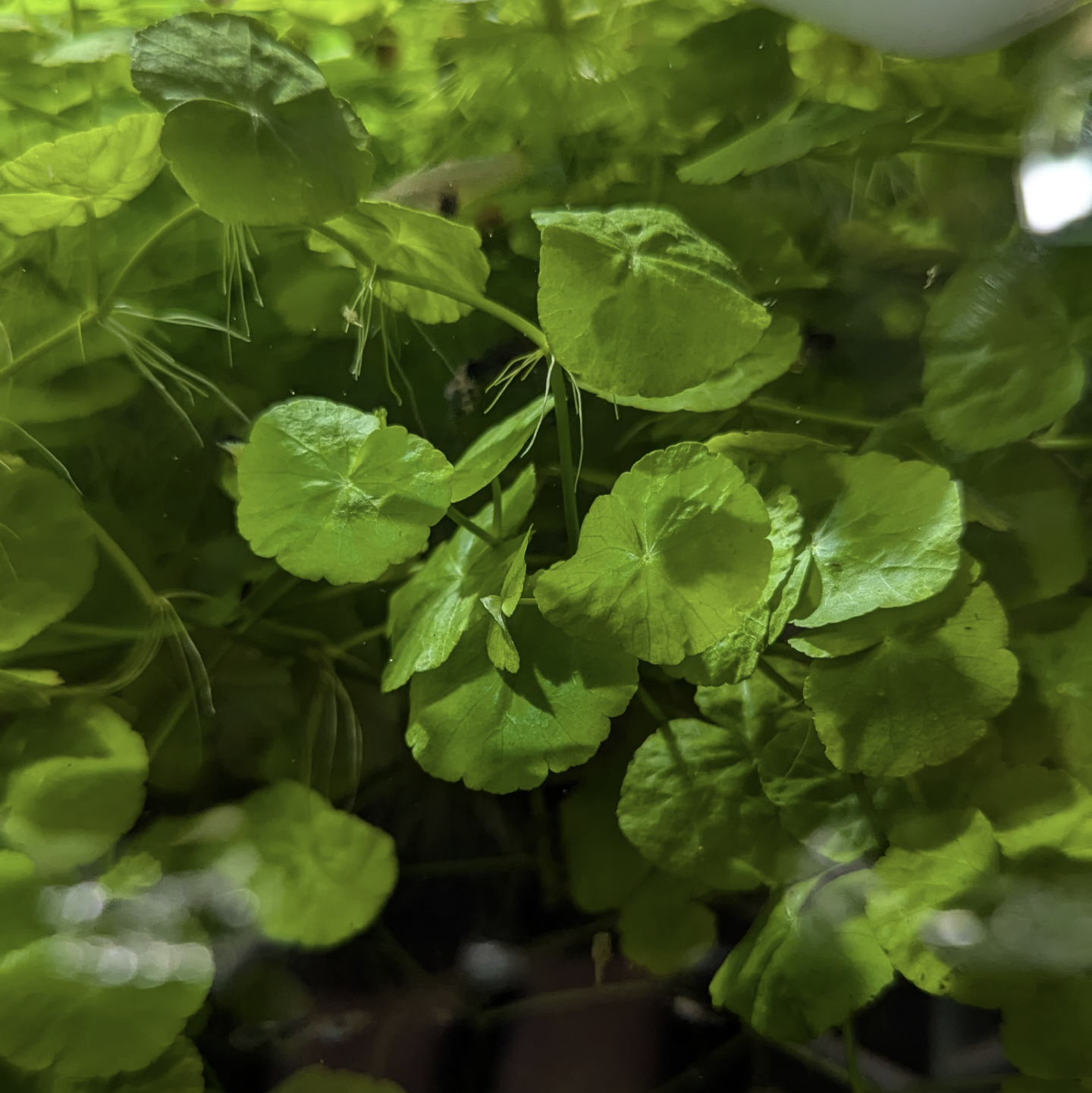 Brazilian Pennywort Hydrocotyle Leucocephala Water Ivy
