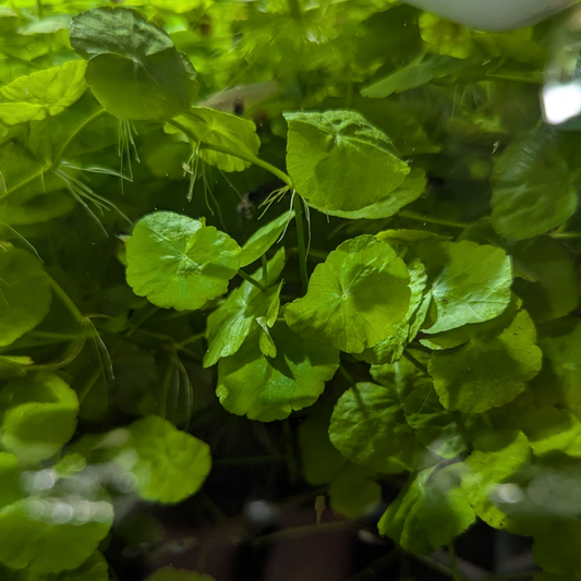 Brazilian Pennywort Hydrocotyle Leucocephala Water Ivy