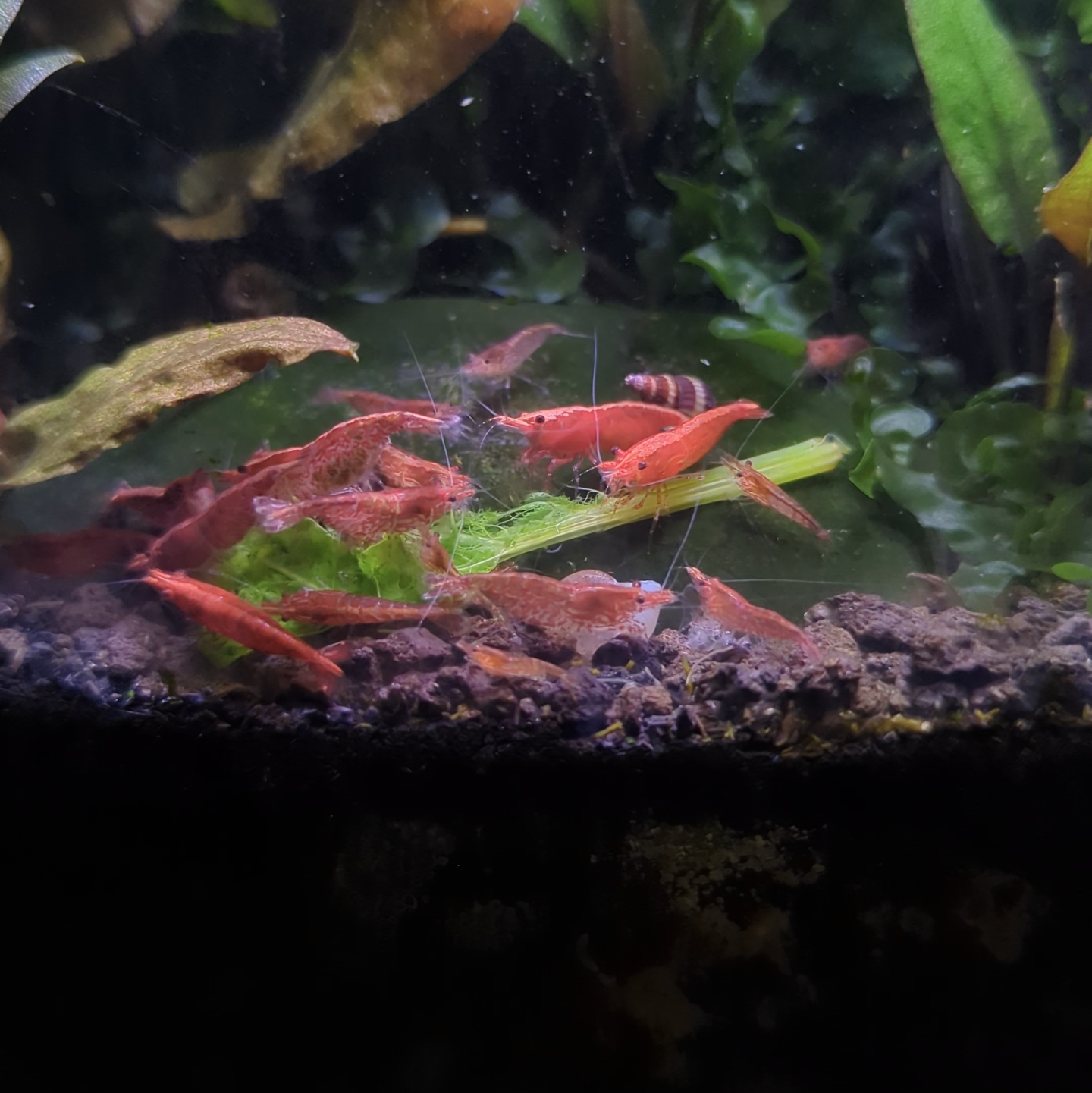 Red cherry shrimp