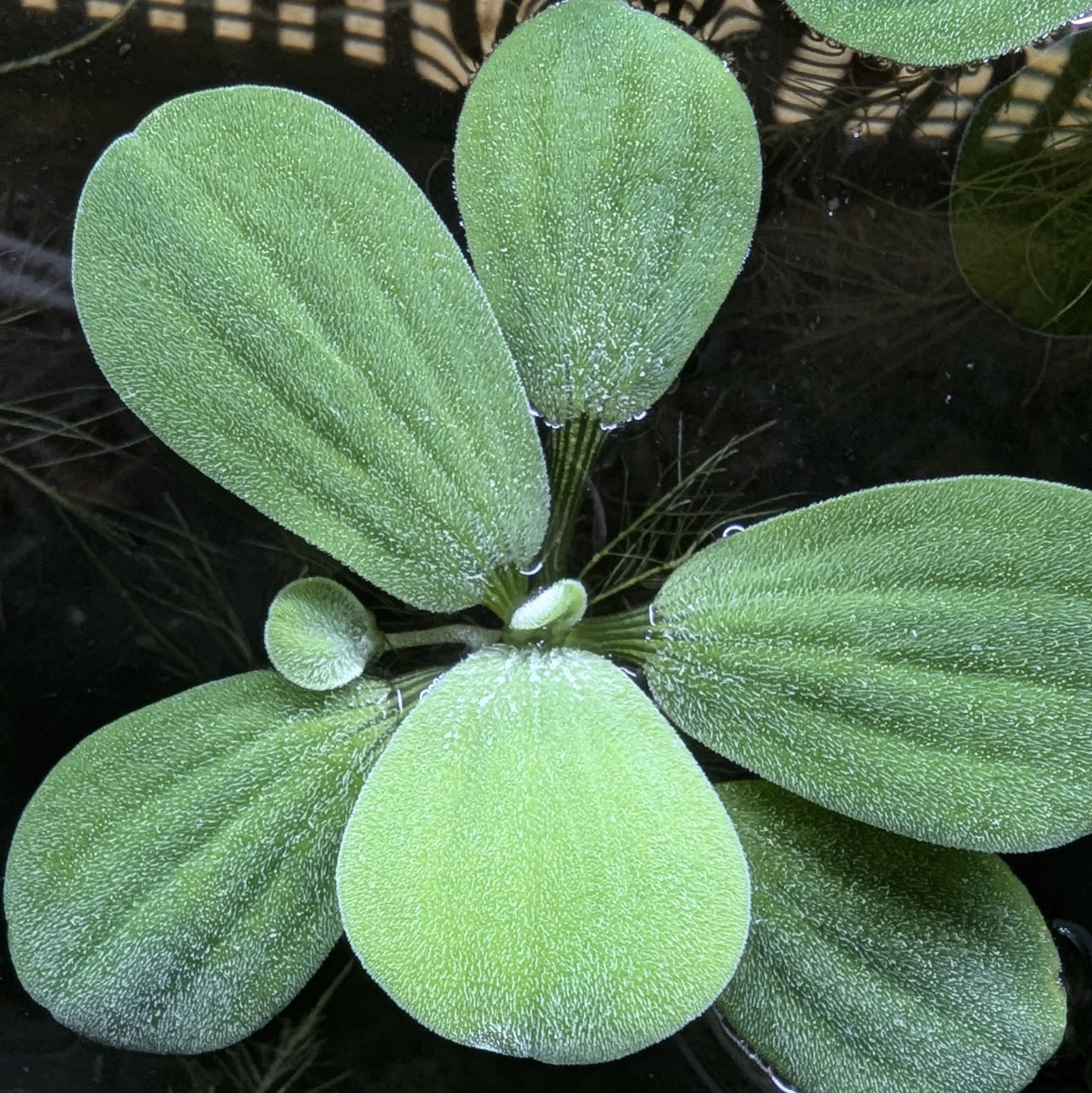 Water lettuce Pistia stratiotes