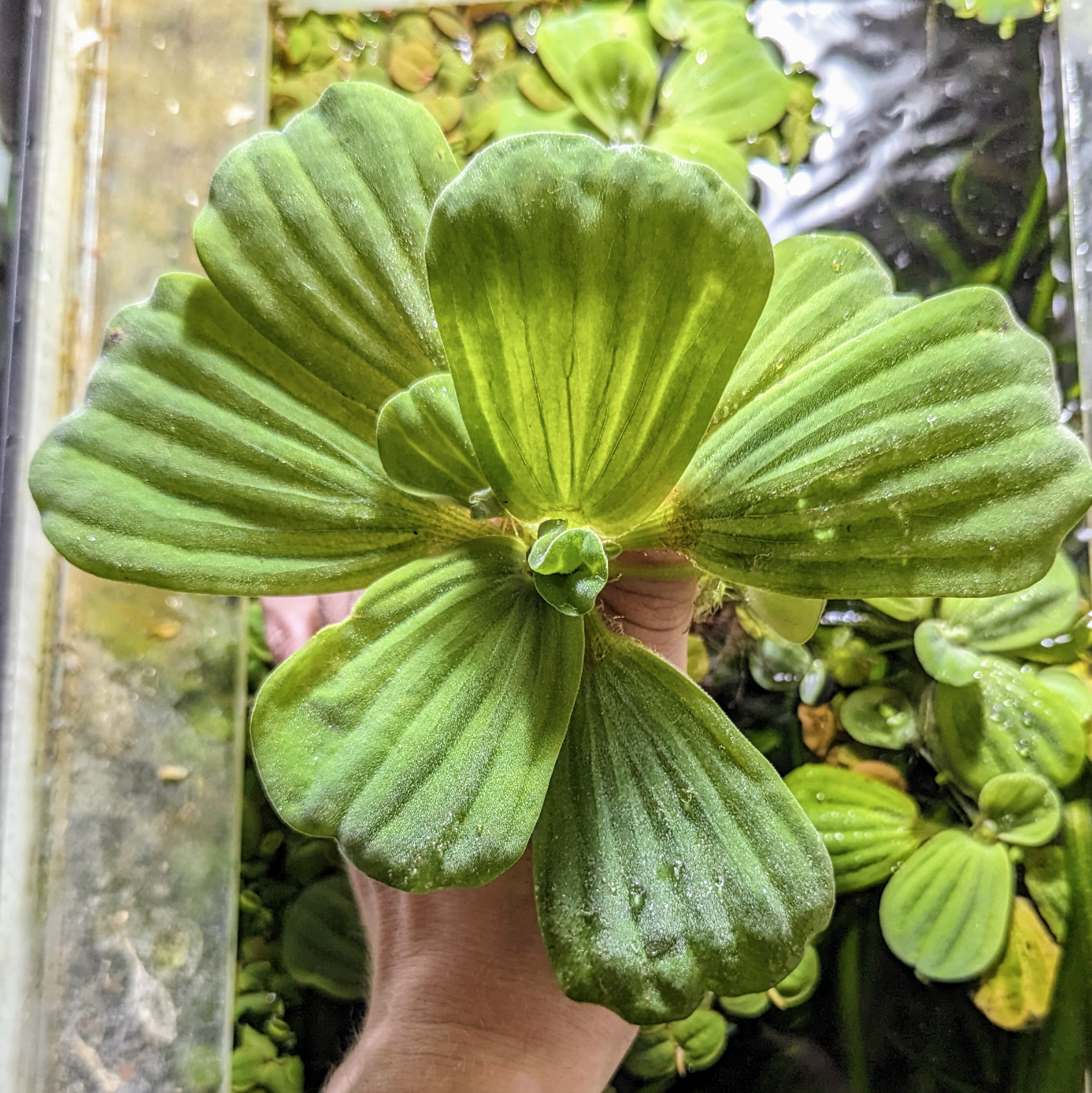Water lettuce Pistia stratiotes
