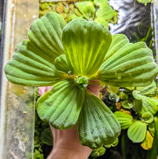 Water lettuce Pistia stratiotes
