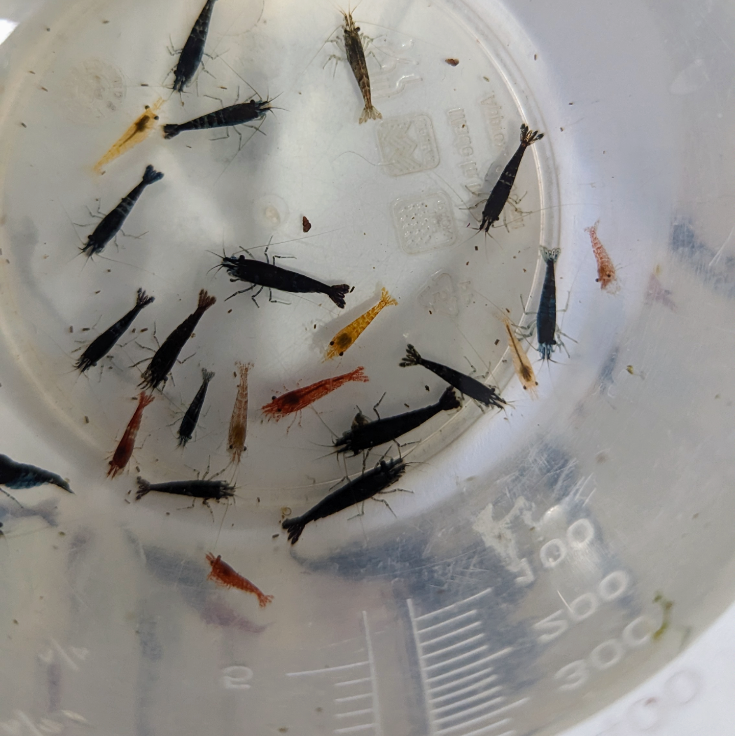 Skittles shrimp Neocaridna