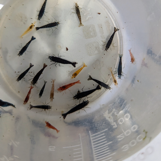 Skittles shrimp Neocaridna