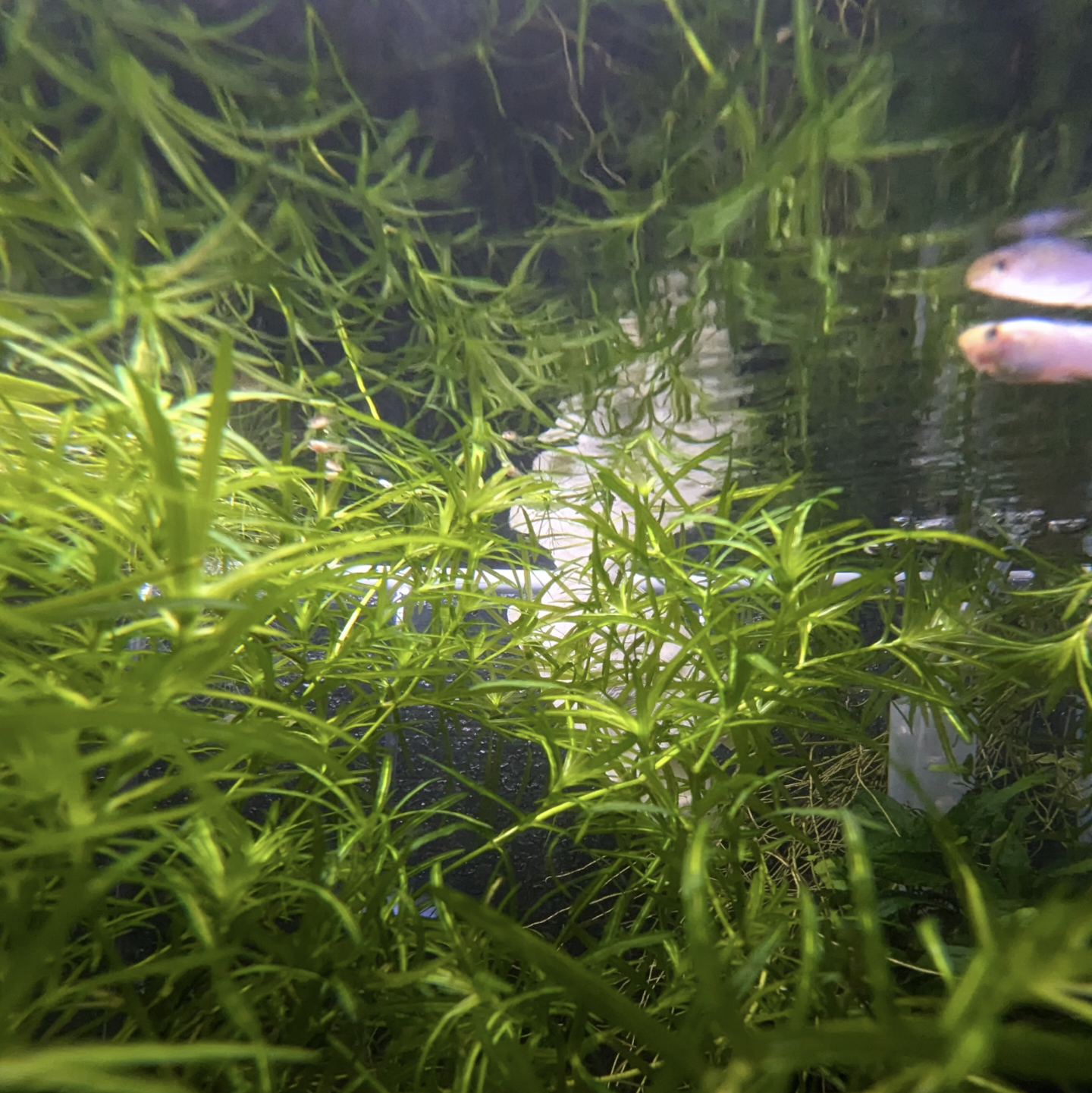 Guppy grass Najas Guadalupensis