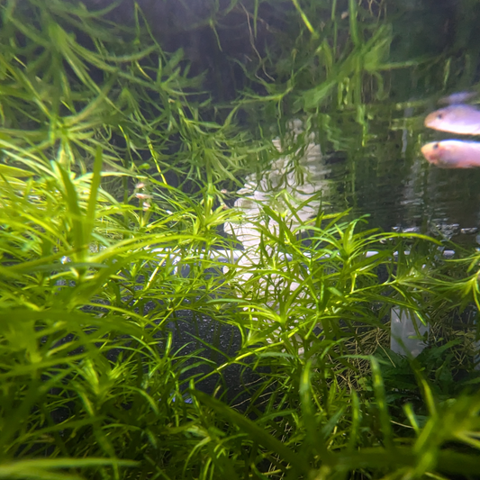 Guppy grass Najas Guadalupensis