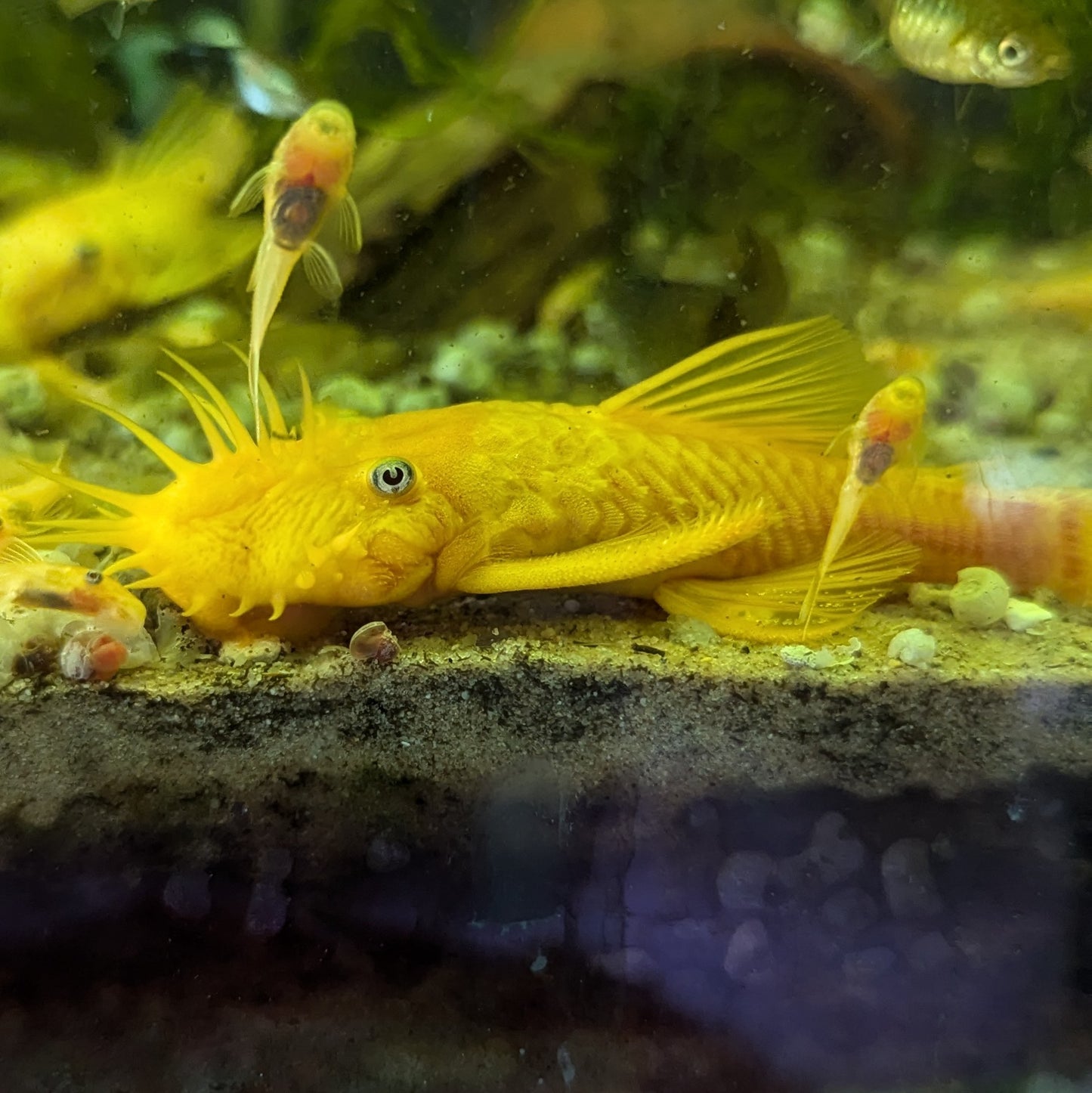 Blue eye lemon bristlenose pleco