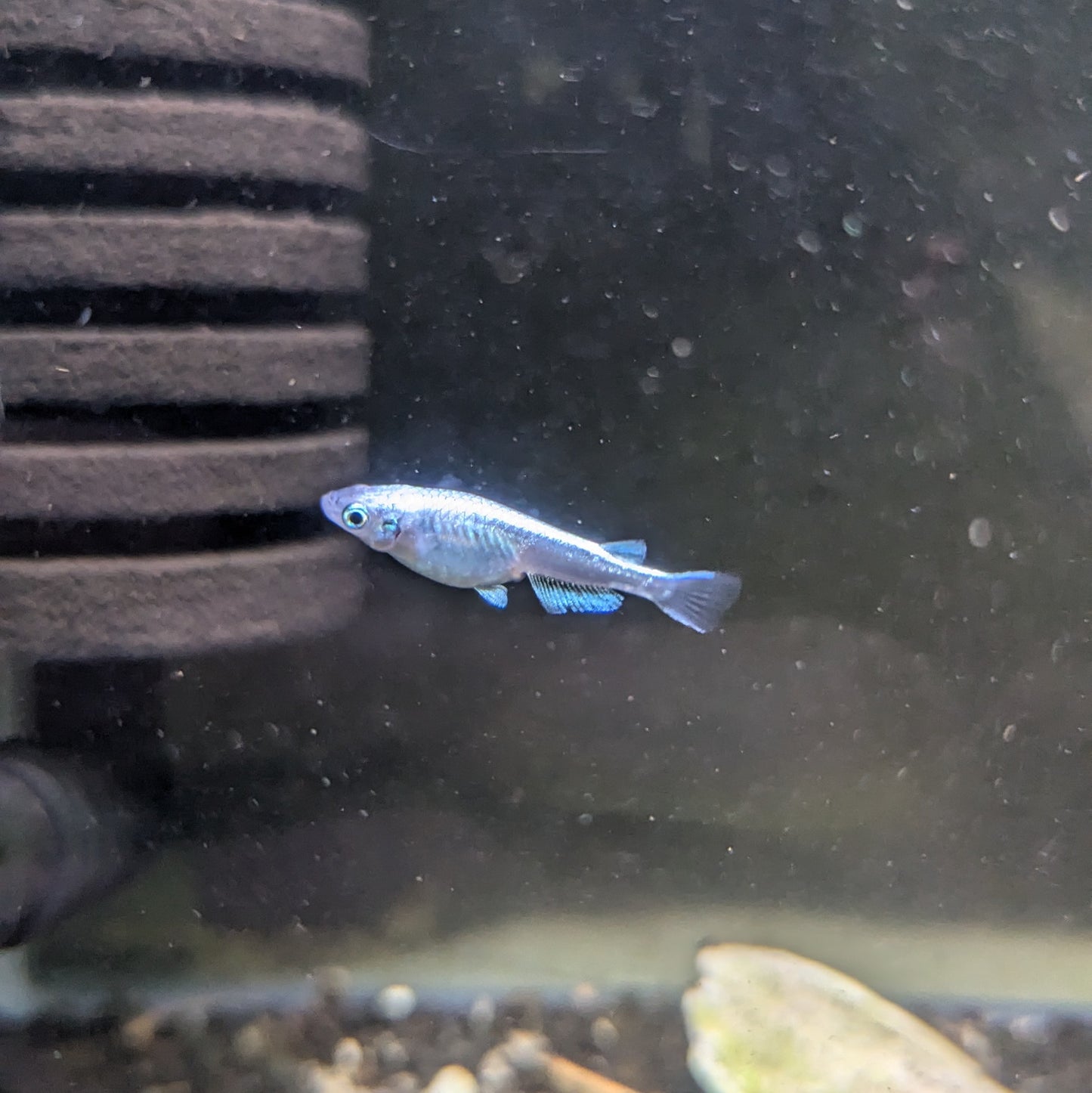 Platinum 'Miyuki' Medaka Rice Fish  (Oryzias latipes)