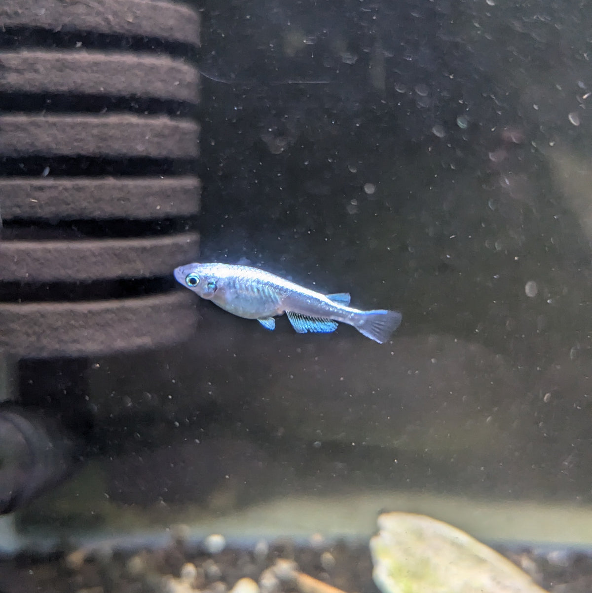 Platinum “Miyuki” Medaka Rice Fish (Oryzias latipes) | UK-Bred & Fast ...