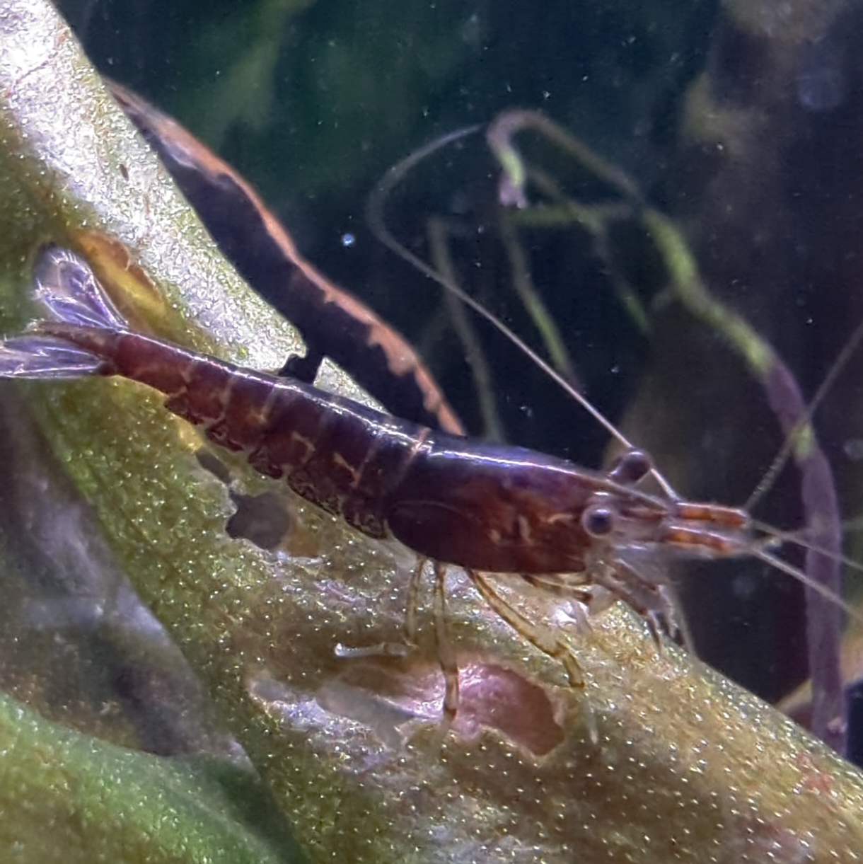 Skittles shrimp Neocaridna