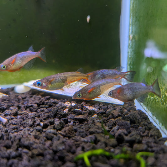 Daisy's Blue Ricefish (Oryzias woworae)