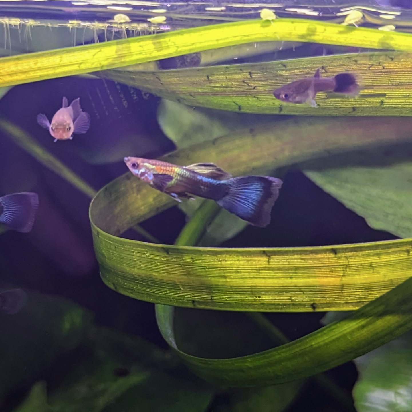 Blue Green Moscow guppy