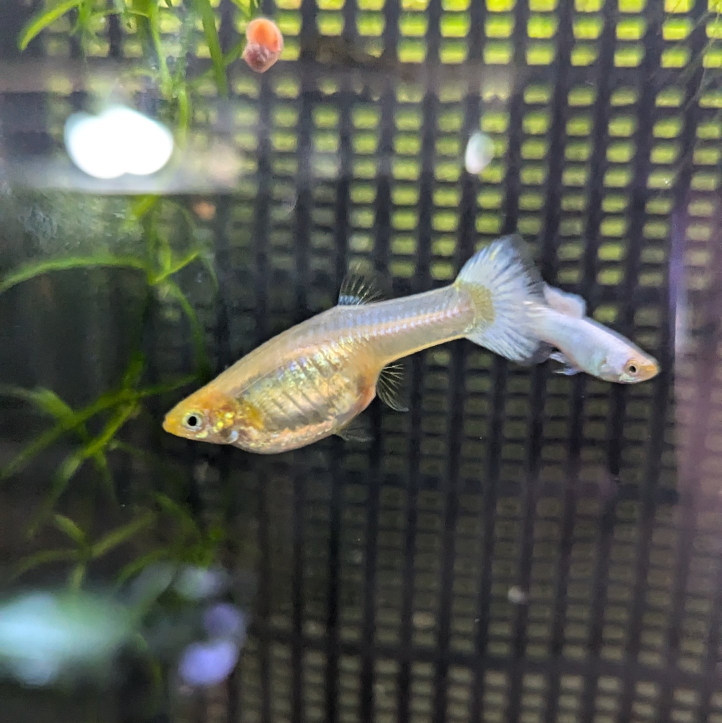 Snow white guppy