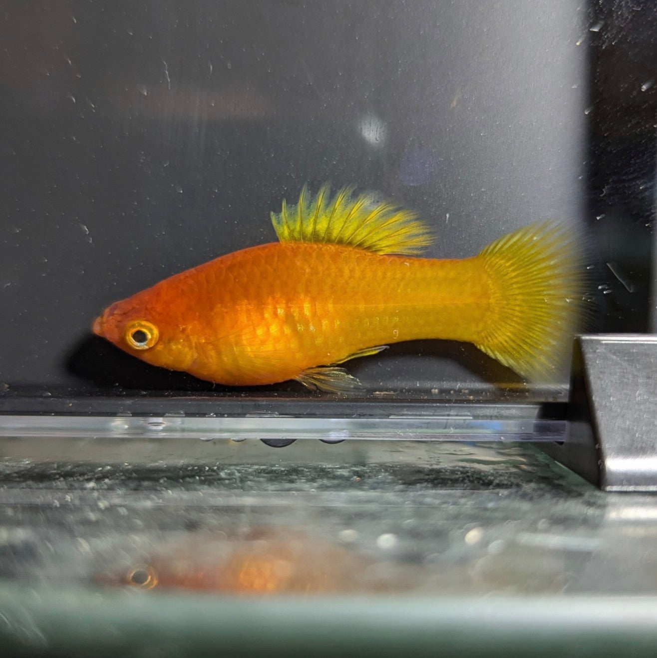 Assorted Variatus Platy (Xiphophorus variatus)