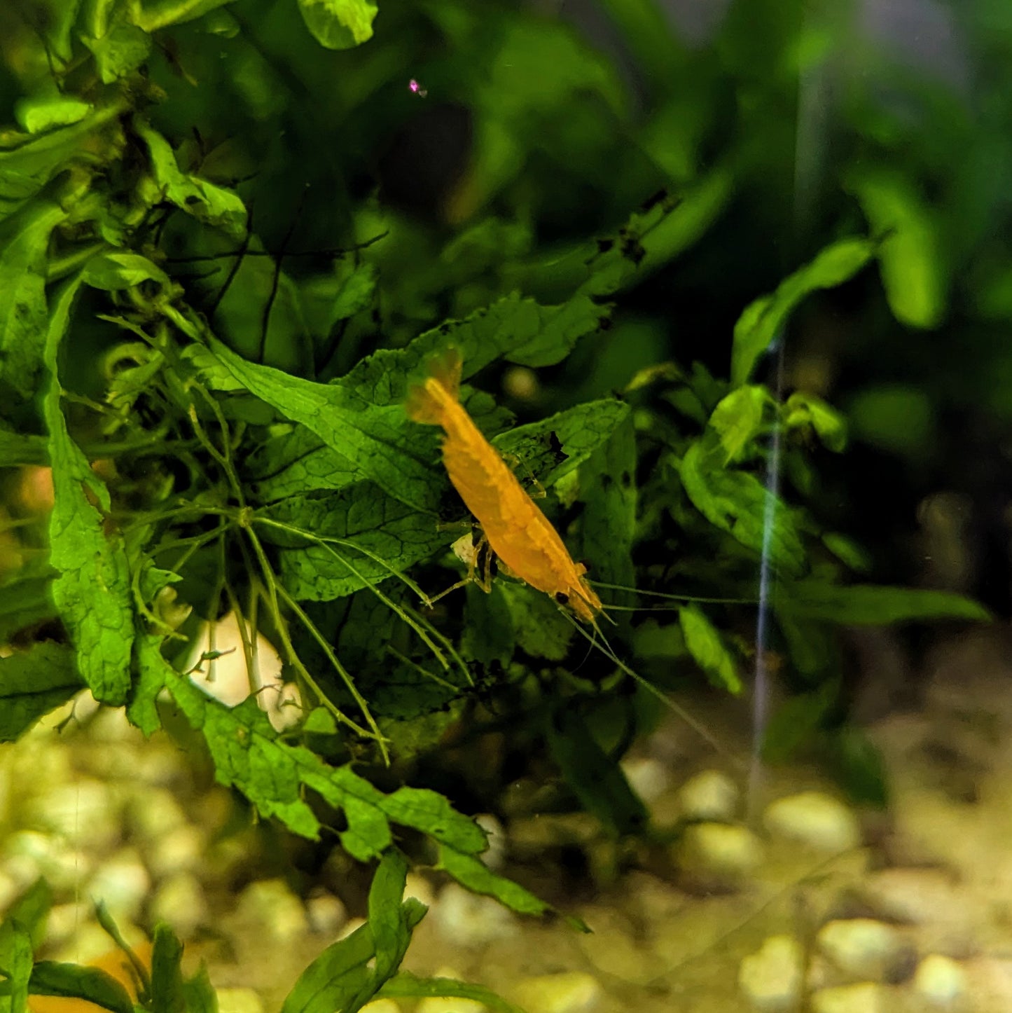 Orange neocaridna shrimp