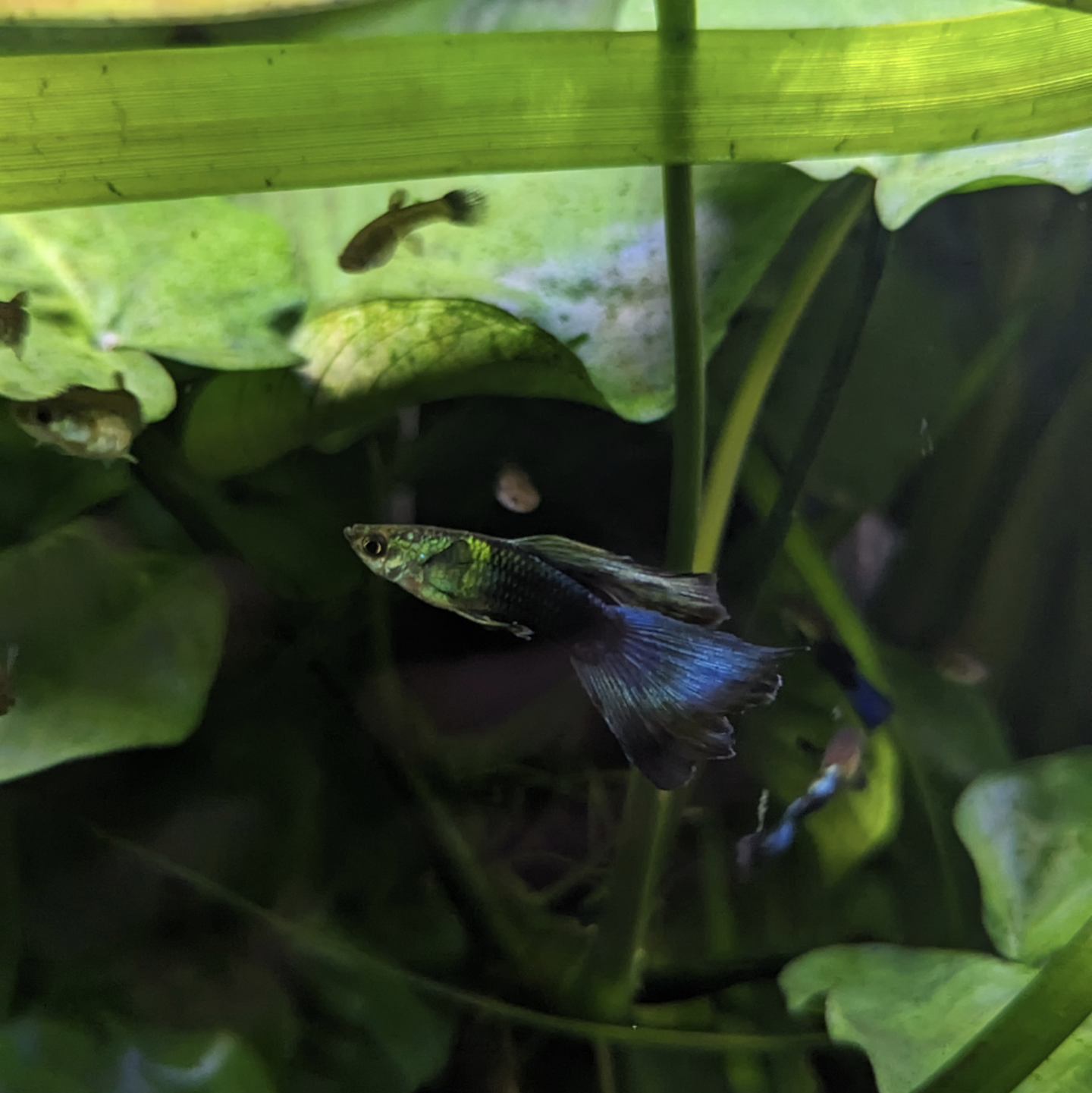 Blue Green Moscow guppy